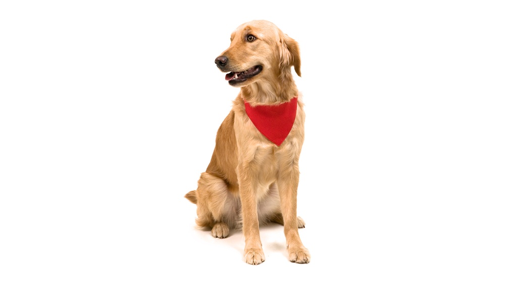 Collar bandana Mod. 3062