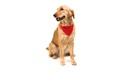Collar bandana Mod. 3062