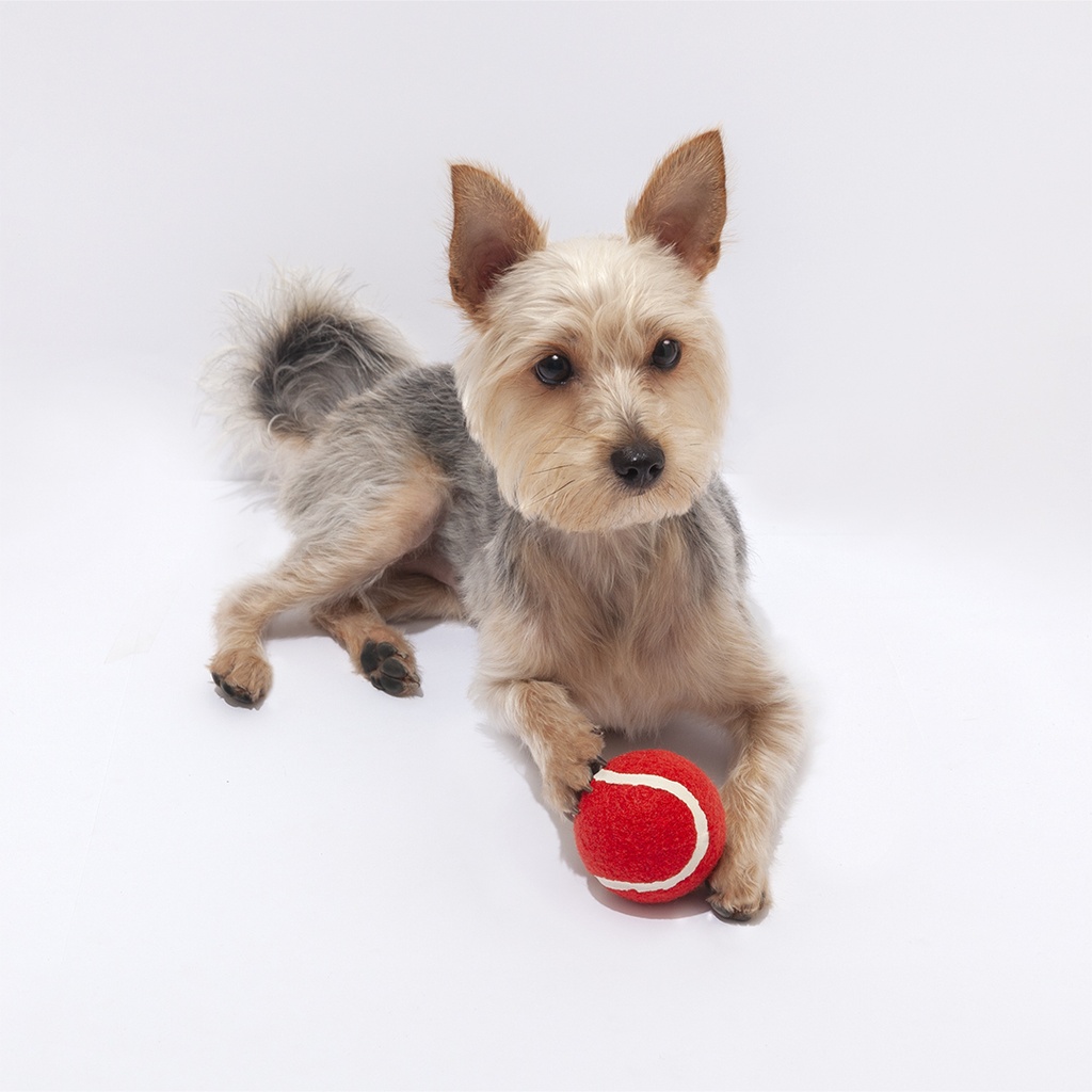 Pelota para mascota Mod. 9964